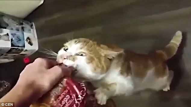 放開我的面包！“執著”小貓網絡走紅（圖）