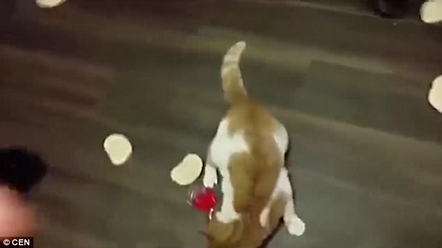 放開我的面包！“執著”小貓網絡走紅（圖）