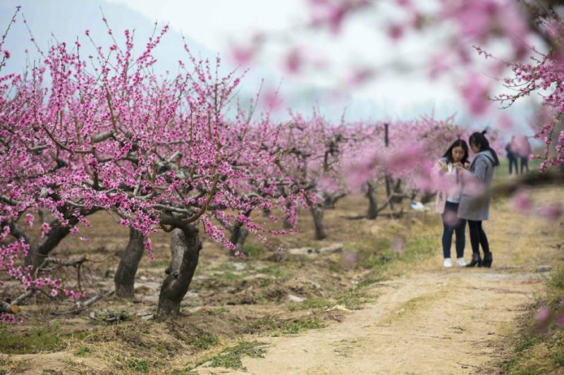 春意盎然 山西萬(wàn)畝桃花惹人醉