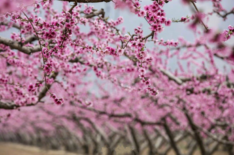 春意盎然 山西萬(wàn)畝桃花惹人醉