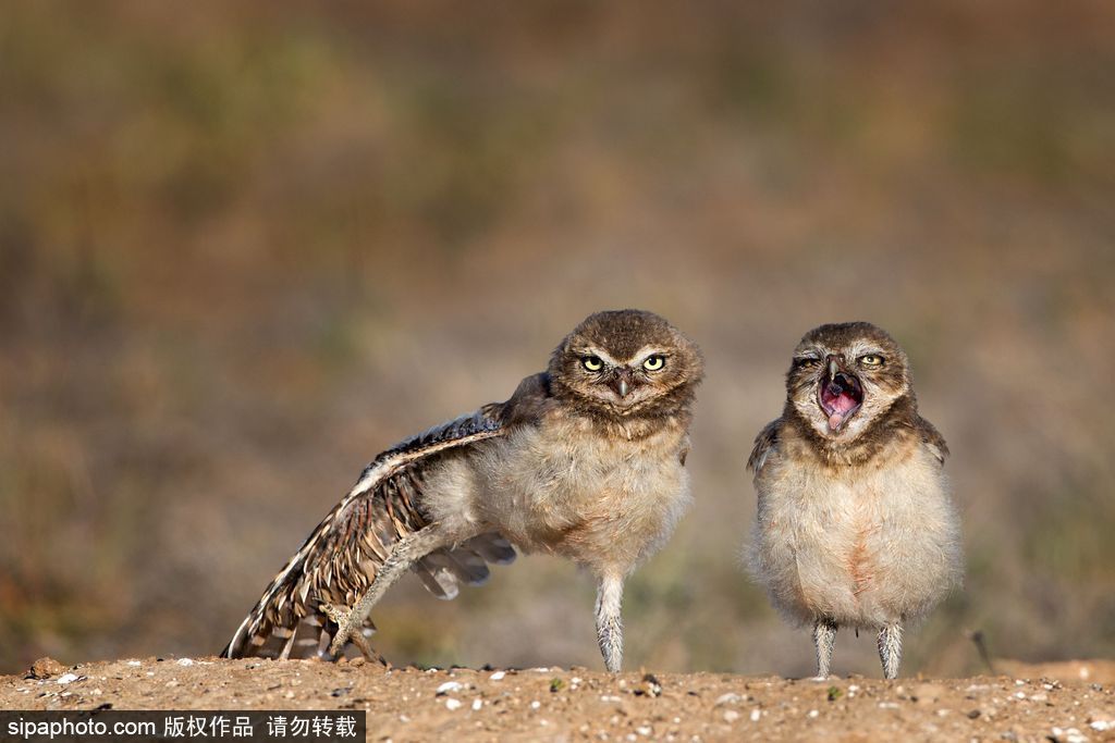 盤點(diǎn)動(dòng)物慵懶百態(tài) 伸懶腰打呵欠萌態(tài)十足