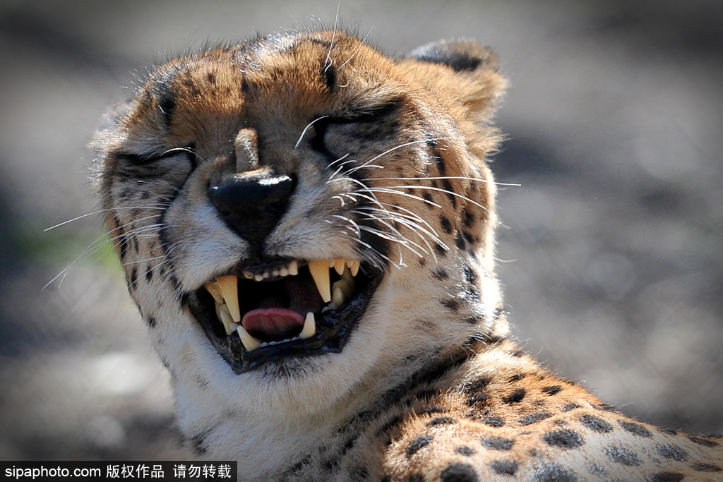 盤點動物慵懶百態 伸懶腰打呵欠萌態十足