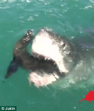 實拍大白鯊生吞海豹罕見瞬間 場面驚險