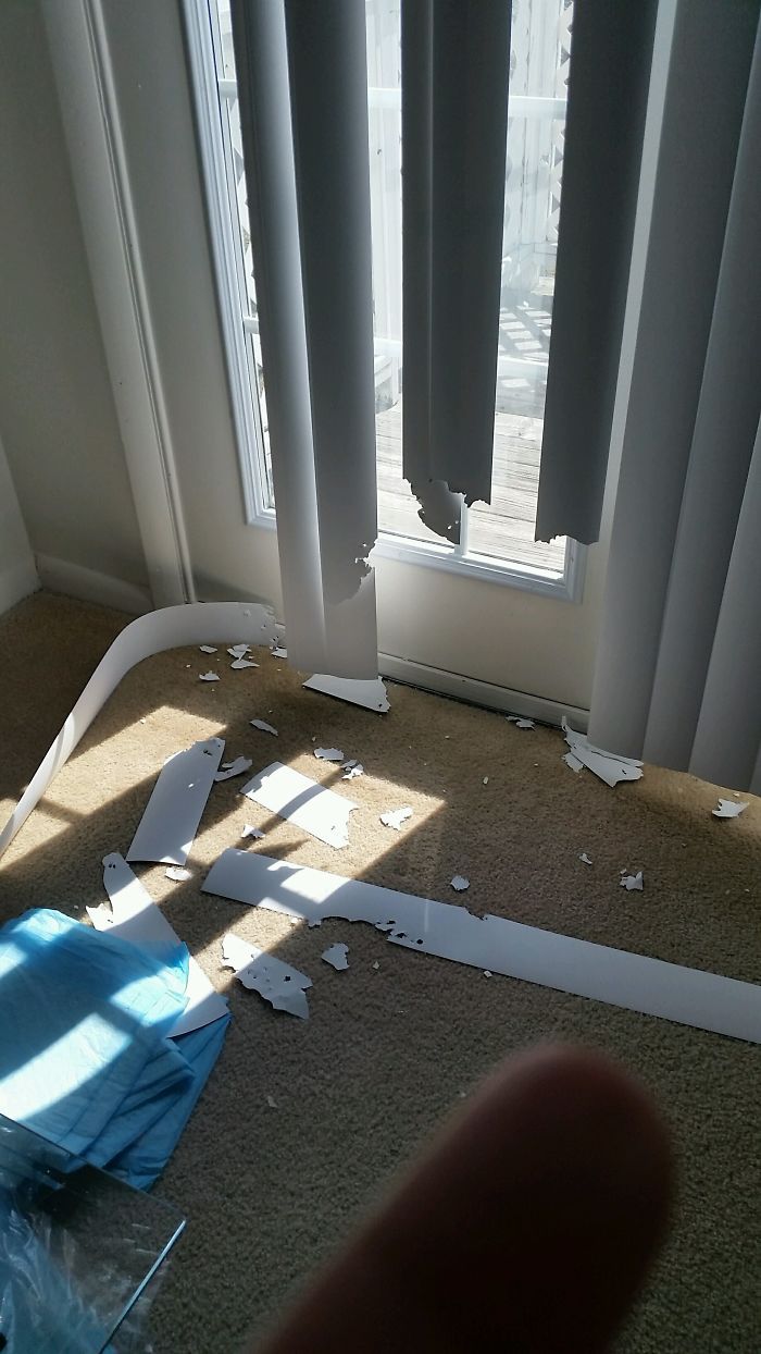 都是主人的錯(cuò)！當(dāng)你讓寵物獨(dú)自留在家中之后