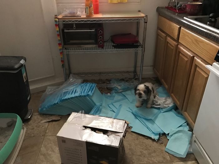 都是主人的錯！當你讓寵物獨自留在家中之后