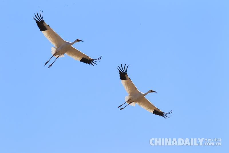 2000只白鶴會集吉林鎮賚 唱響春天的序曲