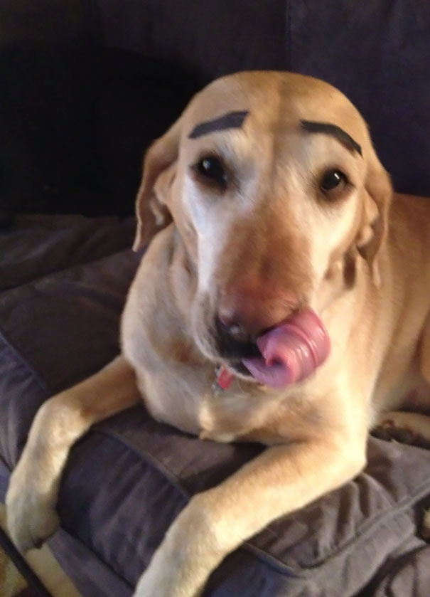 當(dāng)“不靠譜”人類接管你的寵物之后……