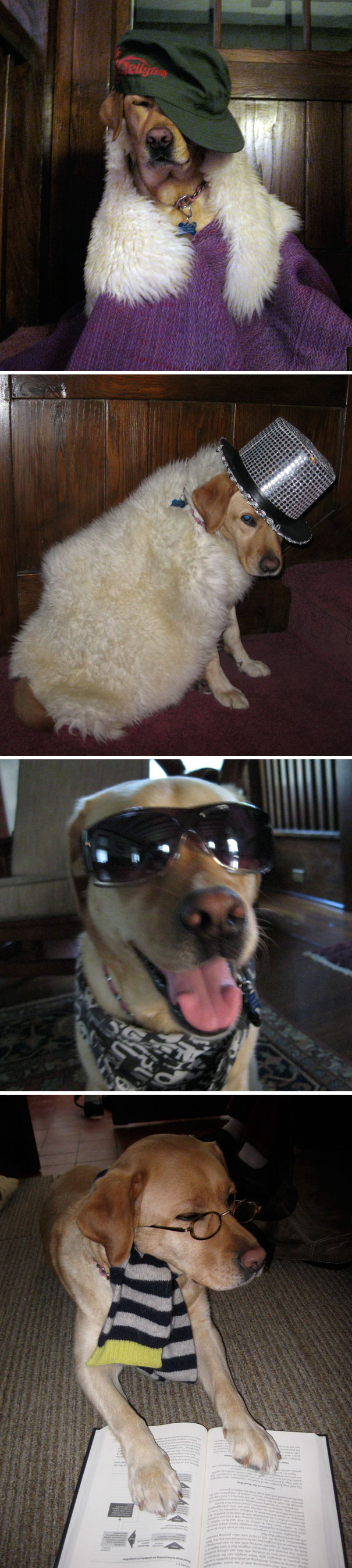 當(dāng)“不靠譜”人類接管你的寵物之后……