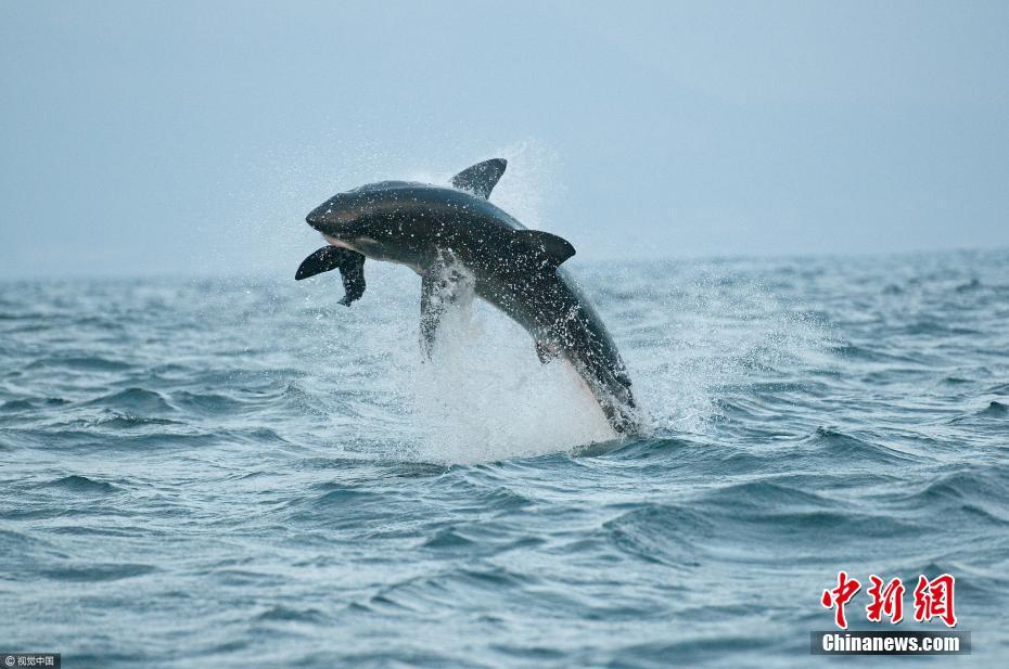 大白鯊也會(huì)“飛” 躍出海面1.5米捕食海豹