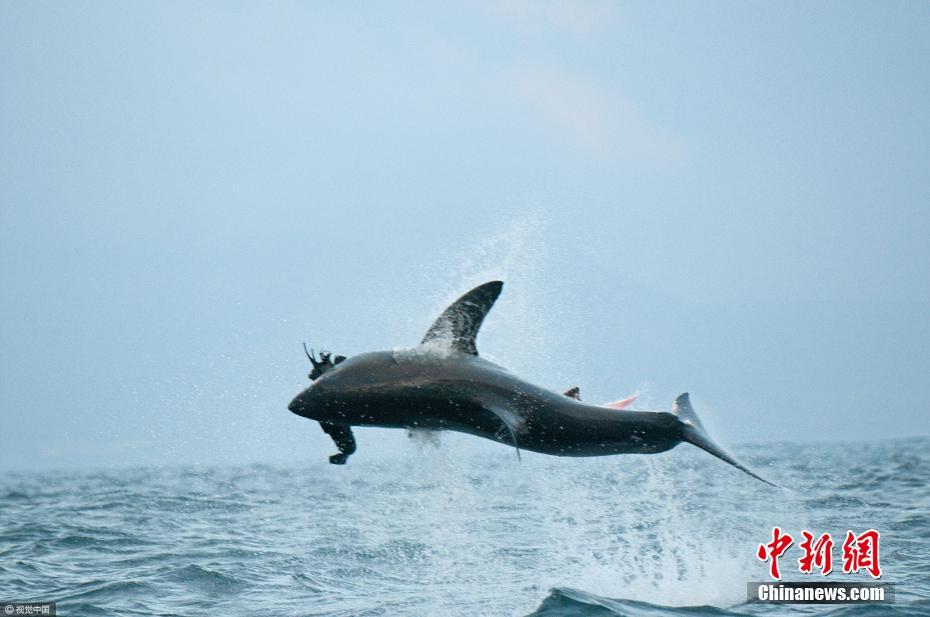大白鯊也會(huì)“飛” 躍出海面1.5米捕食海豹