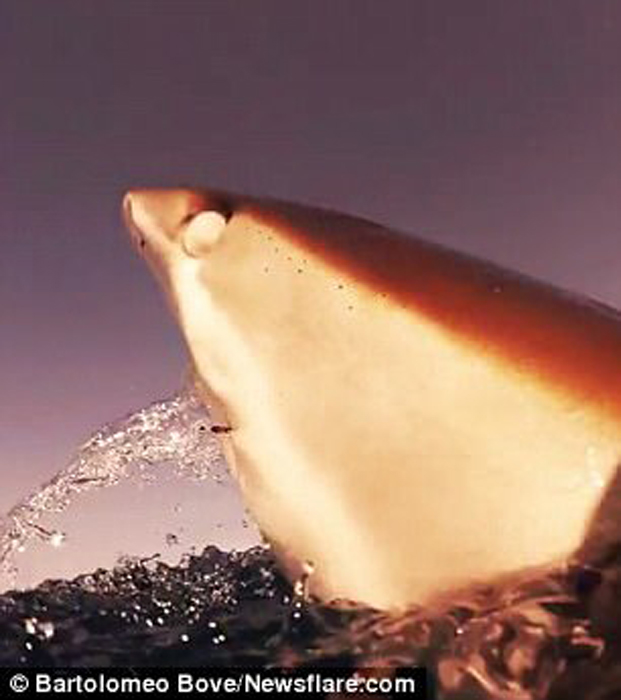 屏住呼吸！鯊魚捕食特寫畫面曝光