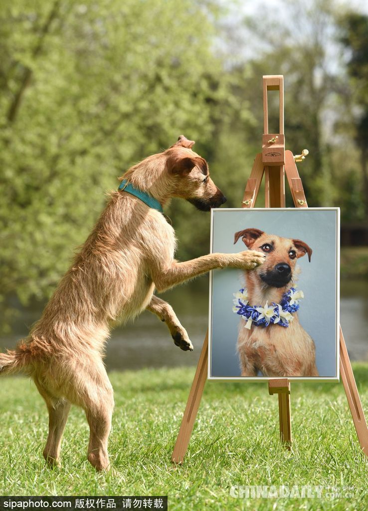 肖像藝術家為狗狗拍攝“證件照” 小家伙嚴肅可愛