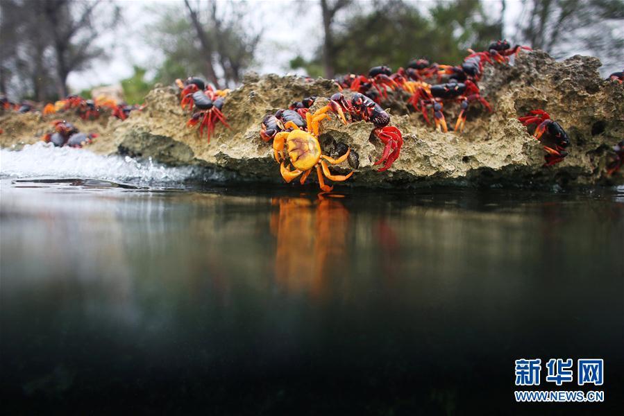 古巴吉隆灘螃蟹產(chǎn)卵