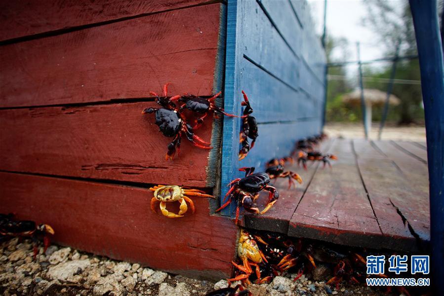 古巴吉隆灘螃蟹產卵
