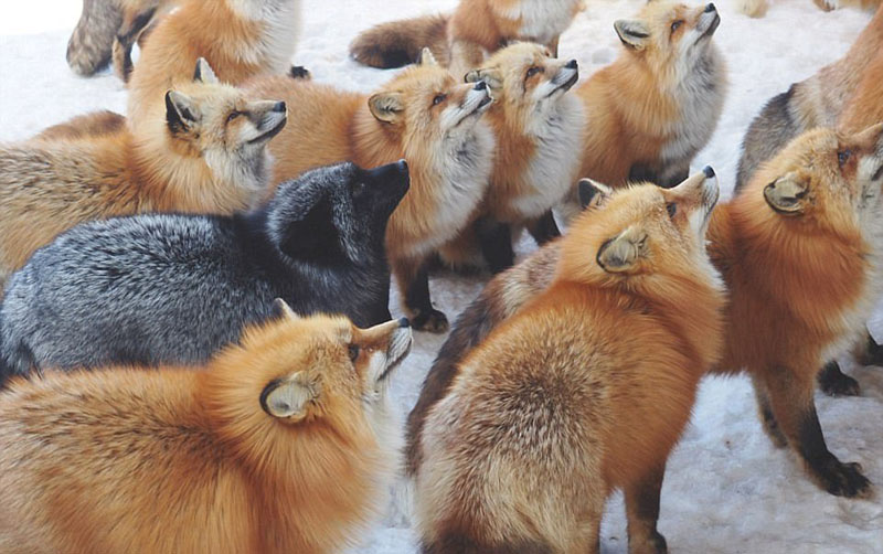 動物天堂！細(xì)數(shù)全球被動物“占領(lǐng)”的勝地