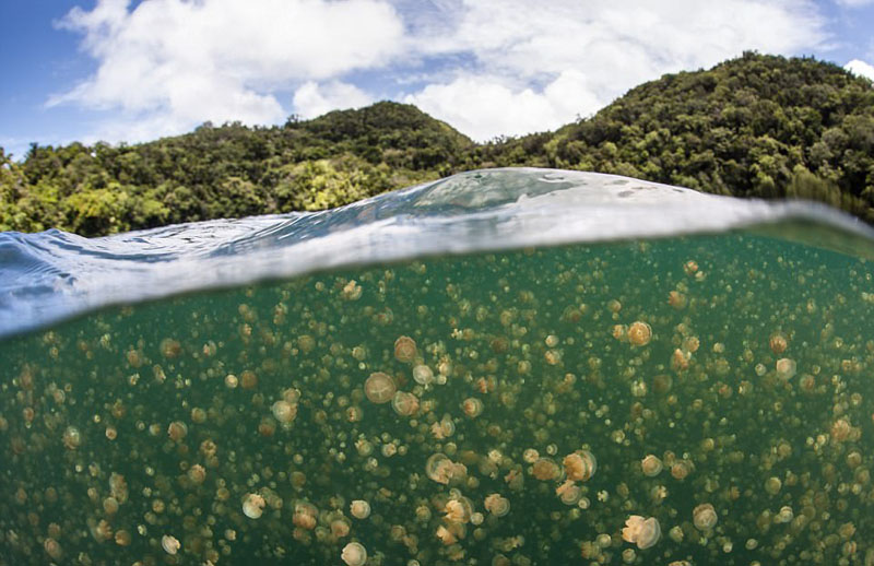 動物天堂！細數全球被動物“占領”的勝地
