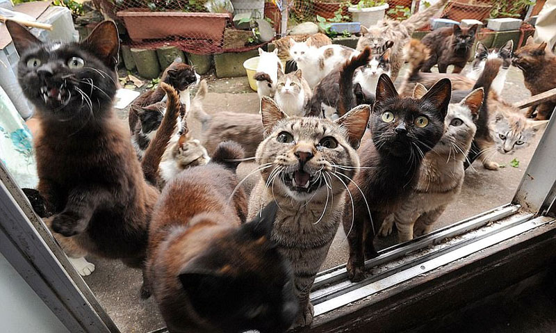 動(dòng)物天堂！細(xì)數(shù)全球被動(dòng)物“占領(lǐng)”的勝地