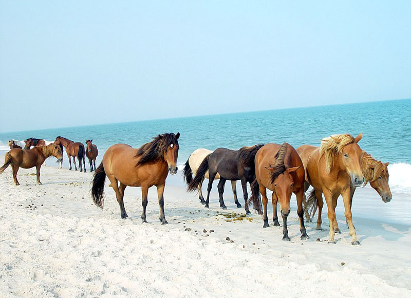 動(dòng)物天堂！細(xì)數(shù)全球被動(dòng)物“占領(lǐng)”的勝地