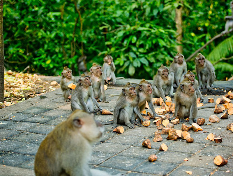動物天堂！細數全球被動物“占領”的勝地