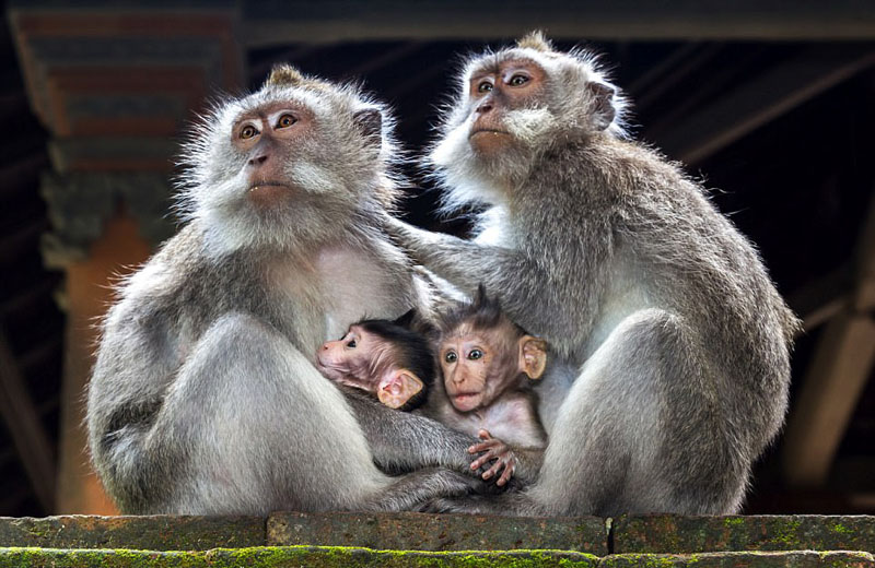 動物天堂！細(xì)數(shù)全球被動物“占領(lǐng)”的勝地