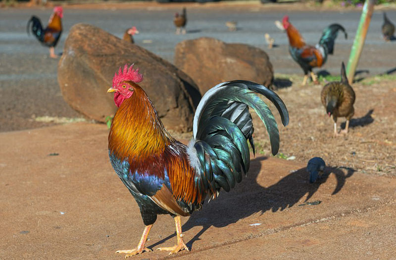 動物天堂！細數全球被動物“占領”的勝地