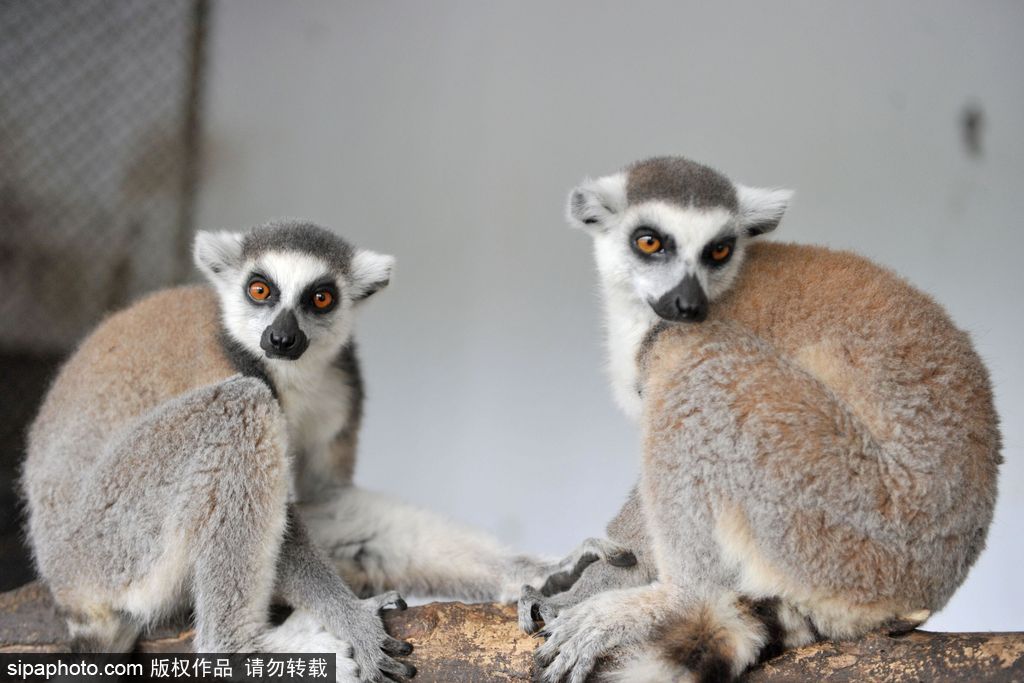 青島環尾狐猴添丁10口 個個呆萌可愛舔犢情深