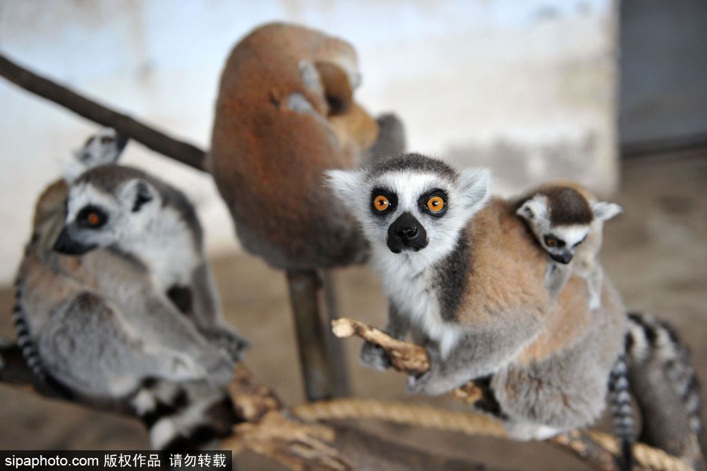 青島環尾狐猴添丁10口 個個呆萌可愛舔犢情深