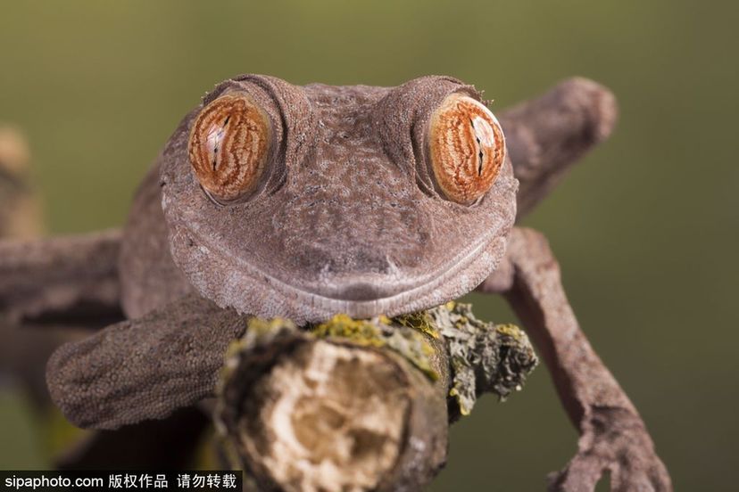 世界微笑日 看動物笑容中的“語言”