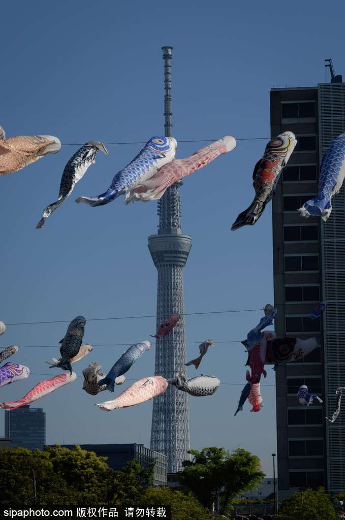 日本東京街頭鯉魚旗飄揚 寄托祝福慶祝男孩節