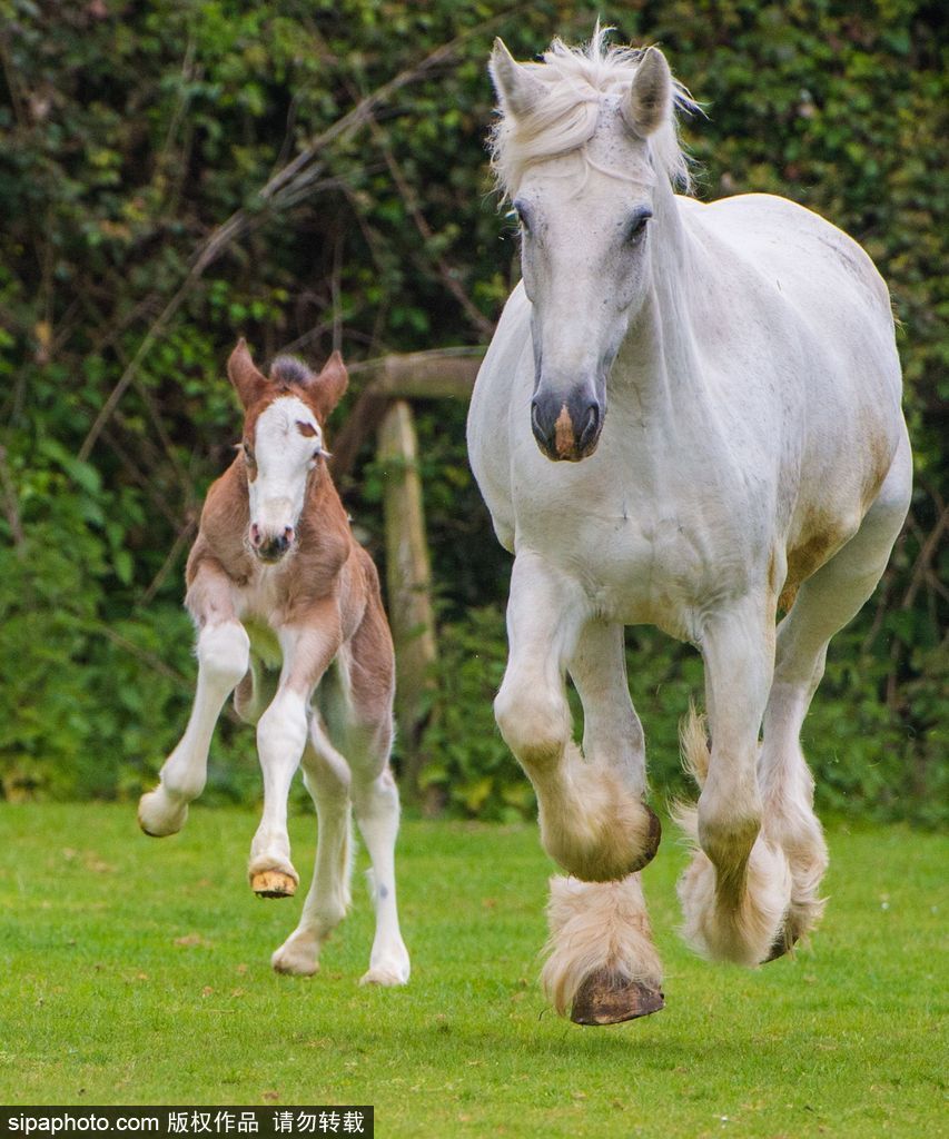 英國：剛出生四天小馬駒邁出“馬生”第一步 終于學會跑了