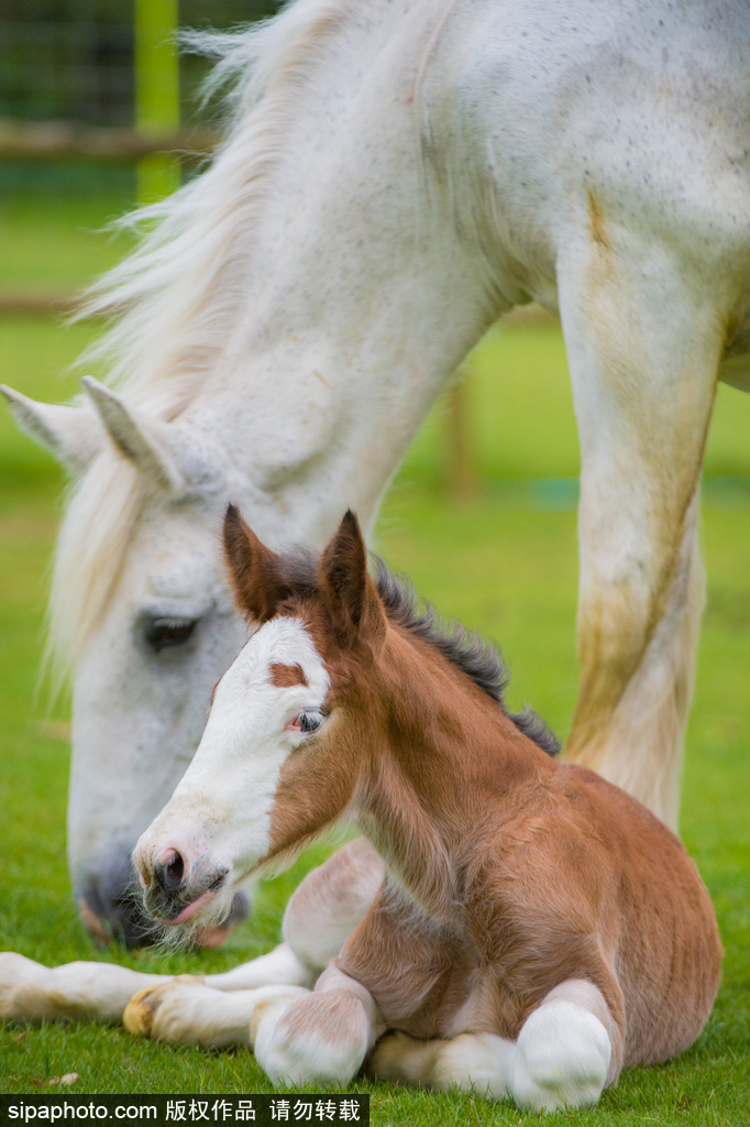 英國：剛出生四天小馬駒邁出“馬生”第一步 終于學會跑了