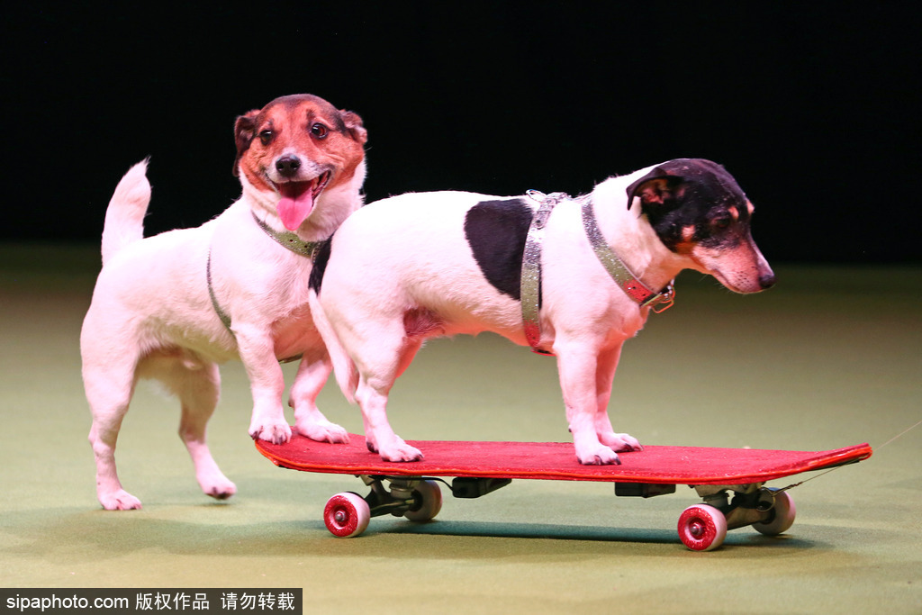 比比誰(shuí)更萌！英國(guó)舉行寵物大賽 各式各樣歡樂(lè)有趣