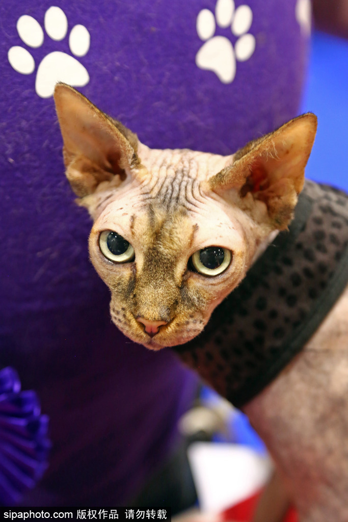 比比誰(shuí)更萌！英國(guó)舉行寵物大賽 各式各樣歡樂(lè)有趣