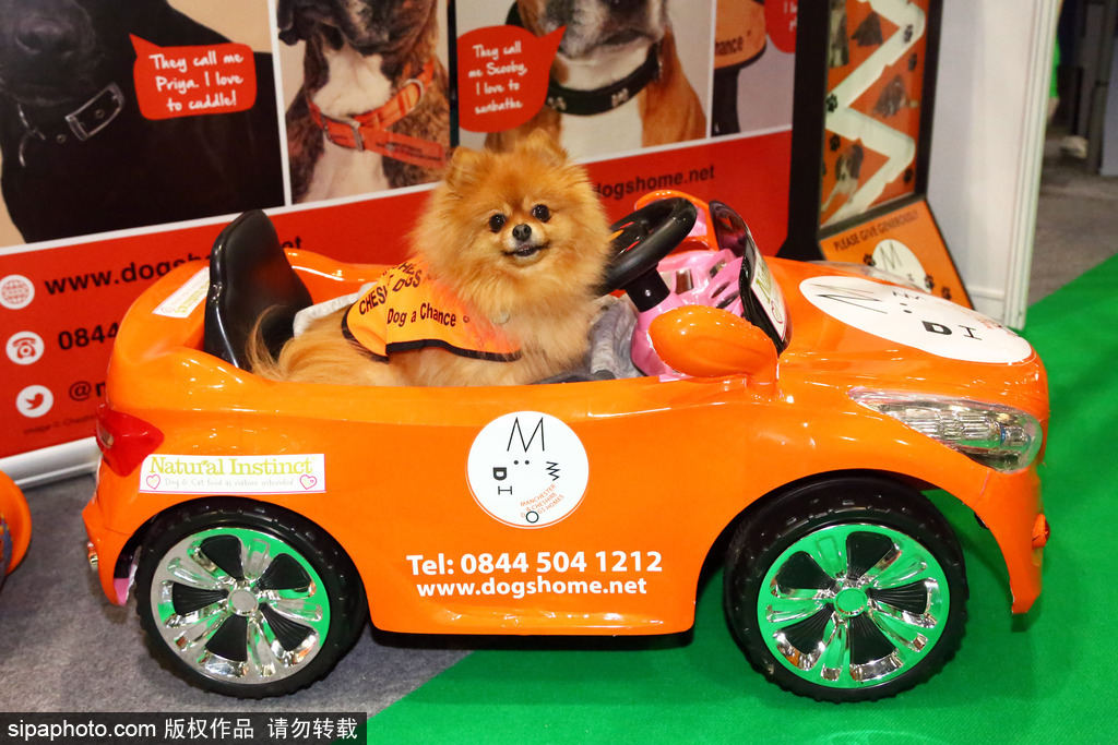 比比誰更萌！英國舉行寵物大賽 各式各樣歡樂有趣