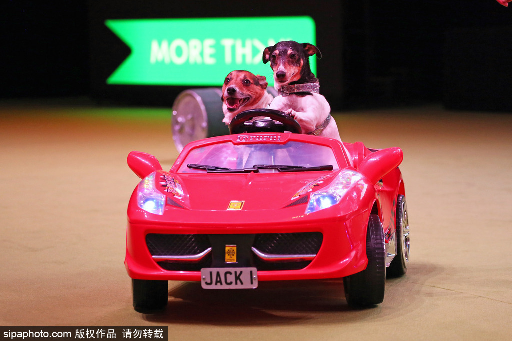 比比誰更萌！英國(guó)舉行寵物大賽 各式各樣歡樂有趣