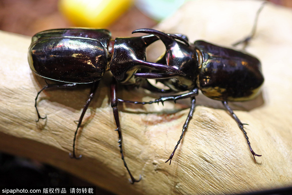 比比誰更萌！英國舉行寵物大賽 各式各樣歡樂有趣