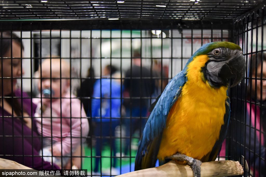 比比誰更萌！英國舉行寵物大賽 各式各樣歡樂有趣