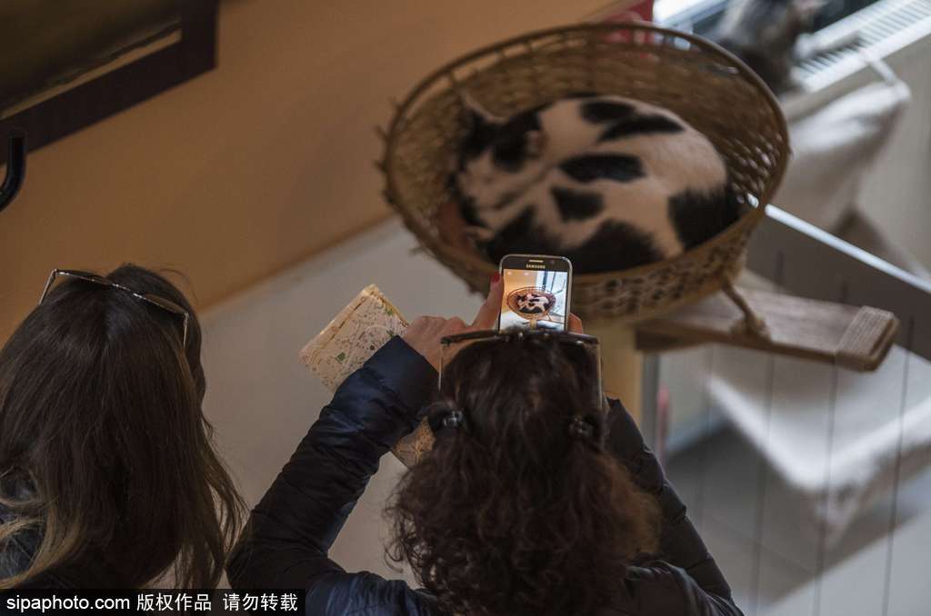 匈牙利布達佩斯貓咪咖啡館