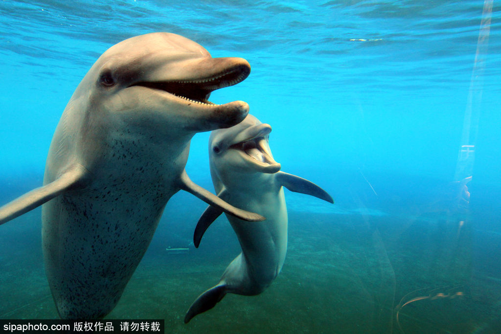 長大后我將成為你 母親節盤點動物界母子神同步