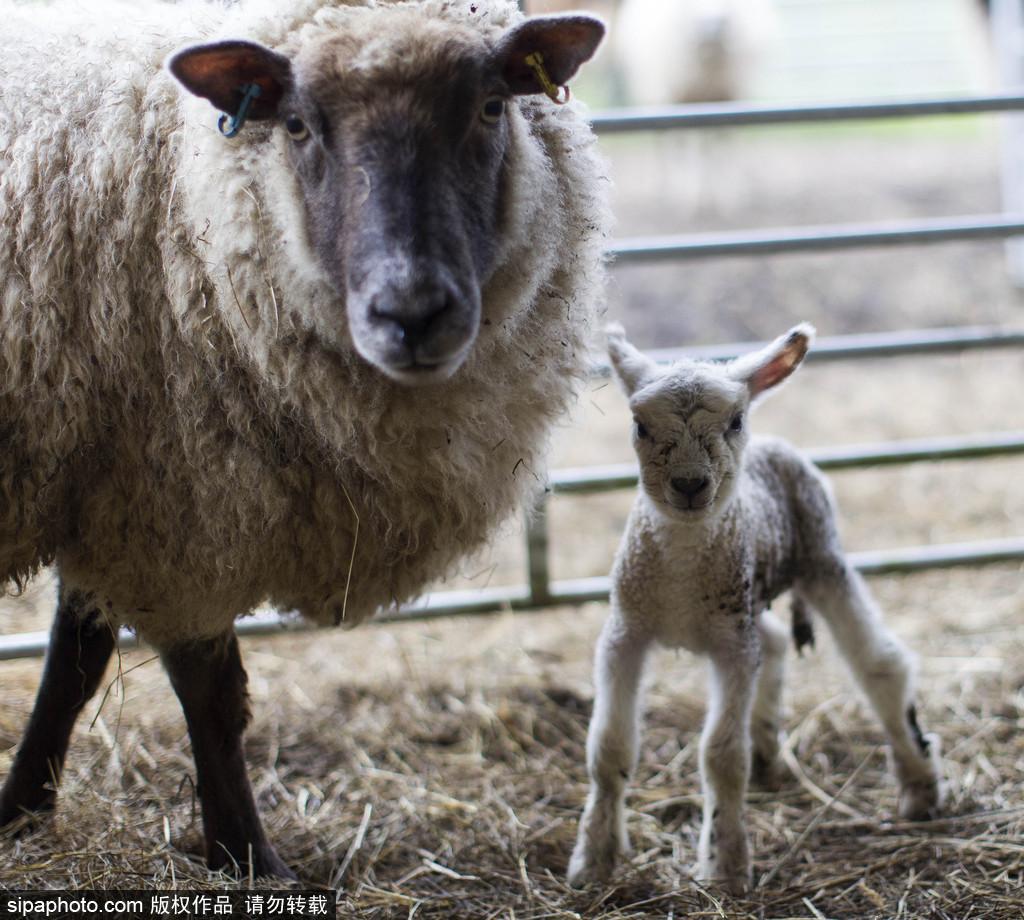 長大后我將成為你 母親節盤點動物界母子神同步