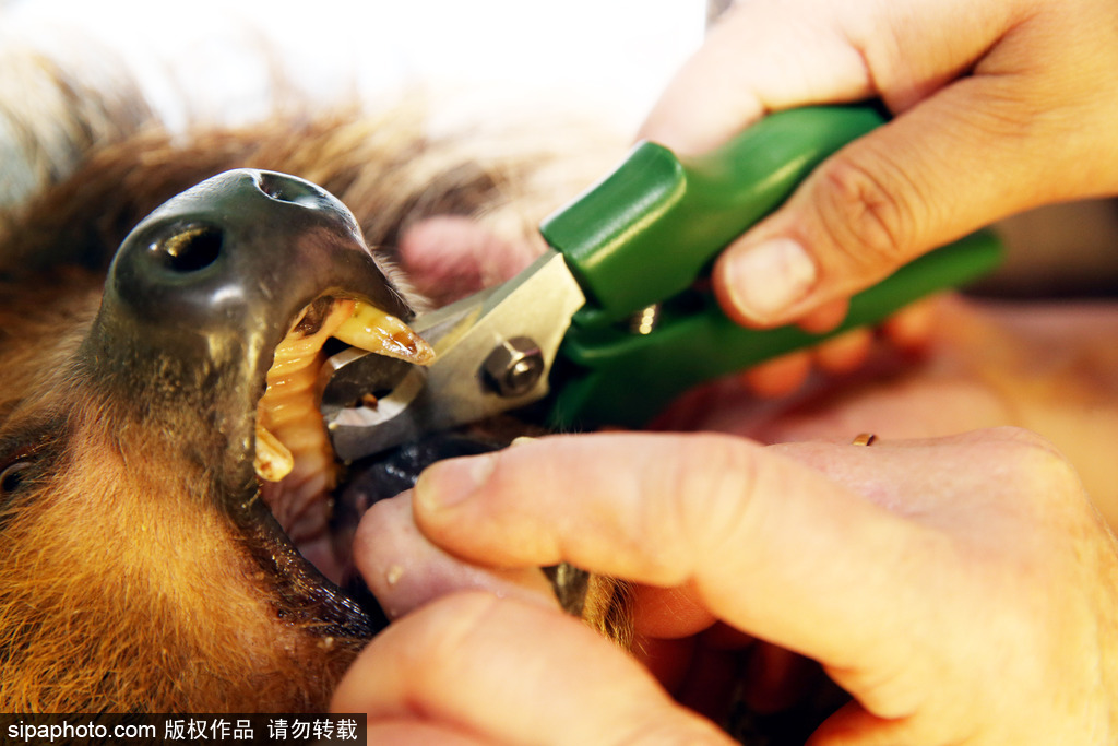 樹(shù)懶也有牙病？德國(guó)哈雷動(dòng)物園樹(shù)懶接受牙醫(yī)治療