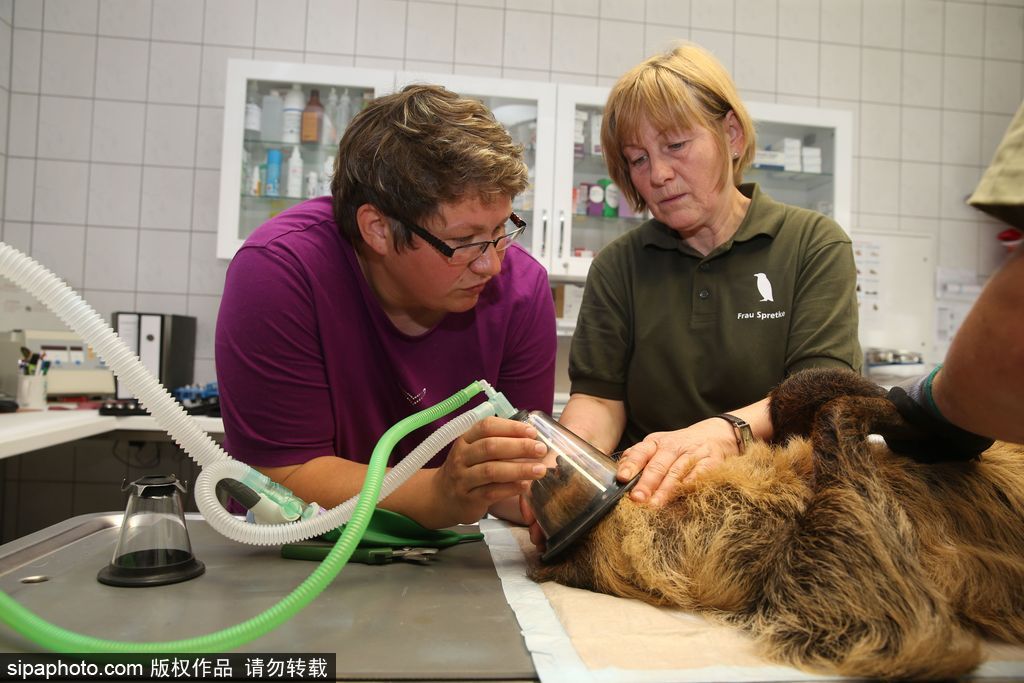 樹懶也有牙病？德國哈雷動物園樹懶接受牙醫治療