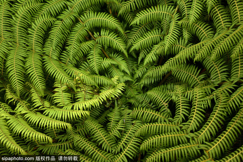 世界自然遺產“綠寶石之地”——新西蘭峽灣國家公園