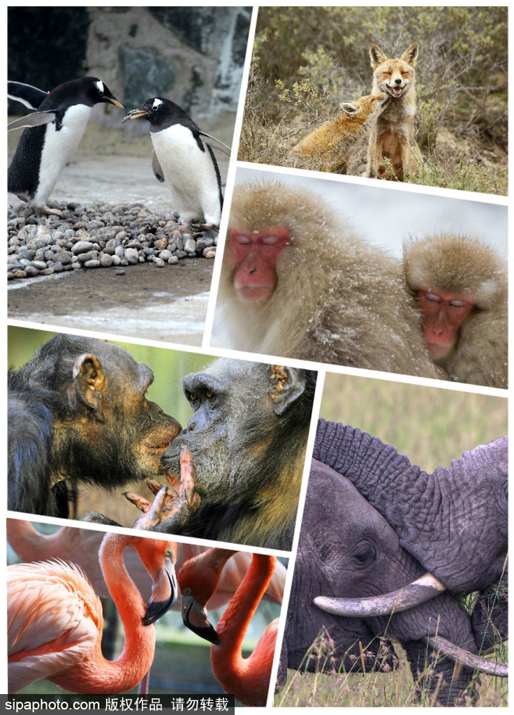 “520”愛不僅要說出來 盤點(diǎn)動(dòng)物實(shí)力秀愛意