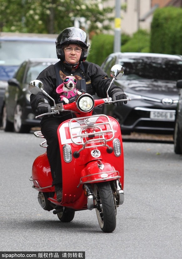 帶上汪星人去兜風 主人為愛犬打造摩托車安全背帶