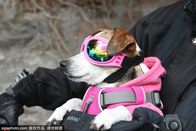 帶上汪星人去兜風 主人為愛犬打造摩托車安全背帶