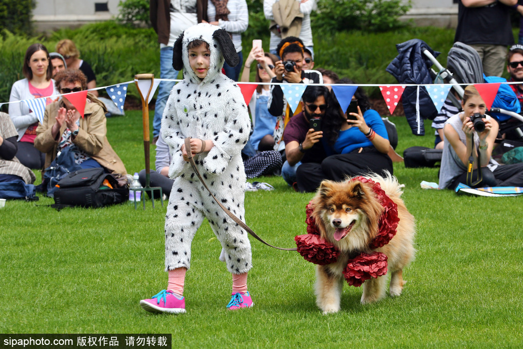英國倫敦舉行“內殿學院”狗狗展 超萌汪星人搞笑來襲