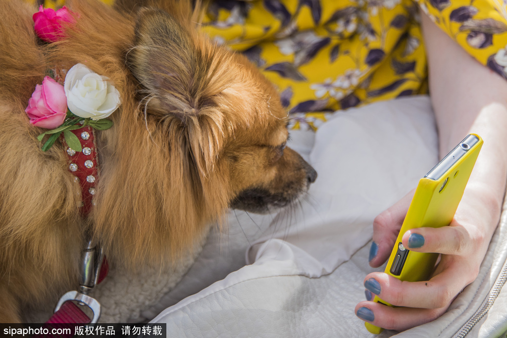 英國倫敦舉行“內殿學院”狗狗展 超萌汪星人搞笑來襲
