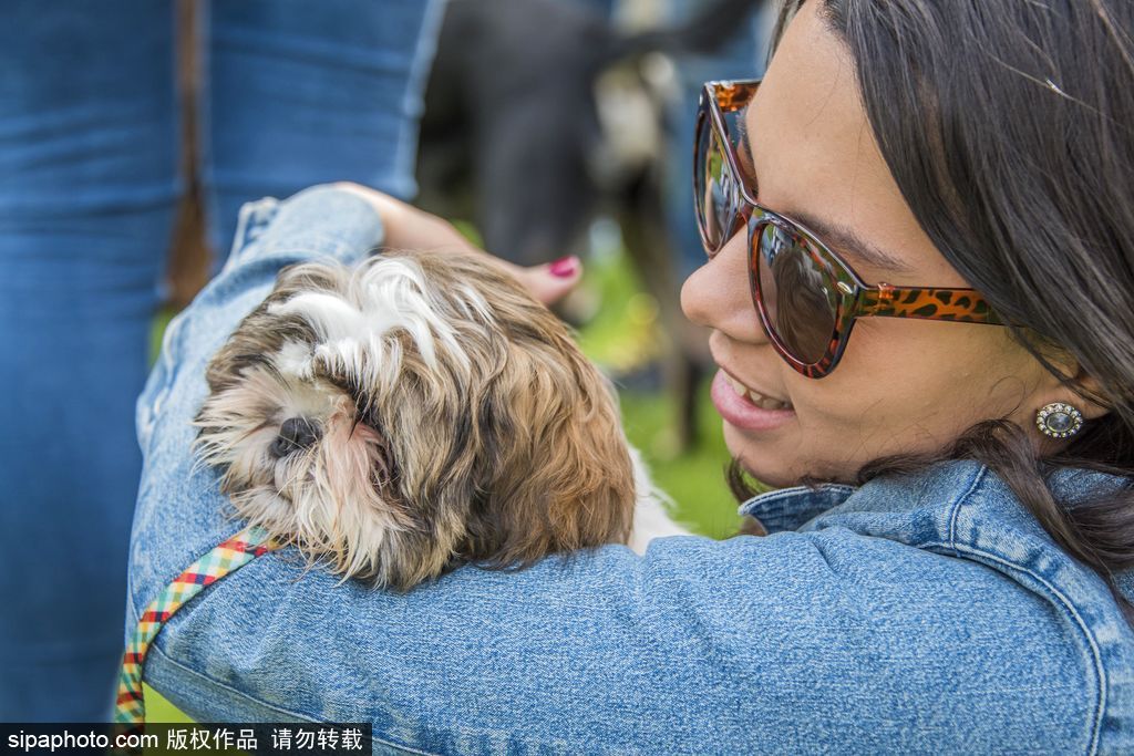 英國倫敦舉行“內殿學院”狗狗展 超萌汪星人搞笑來襲