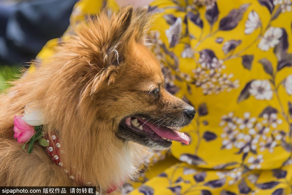 英國倫敦舉行“內殿學院”狗狗展 超萌汪星人搞笑來襲